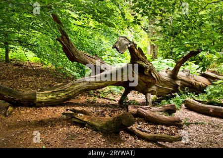 Fallen dead tree trunk in the Sababurg primeval forest, Reinhardswald estate district, Hesse Germany Stock Photo
