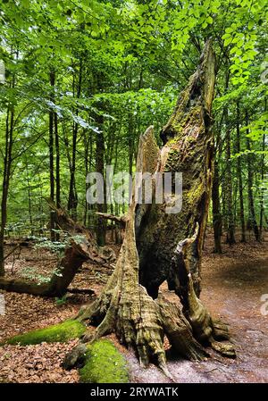 Dead tree stump of an old beech tree in the Sababurg primeval forest, Reinhardswald estate district Stock Photo