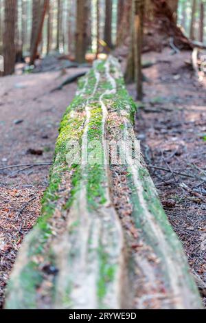 Fallen tree trunk covered in green moss in a forest near Langdale Falls, Gibsons in British Columbia. Log leads towards tall trees in background. Stock Photo