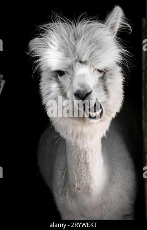 Funny Alpaca on the Meadow Stock Photo