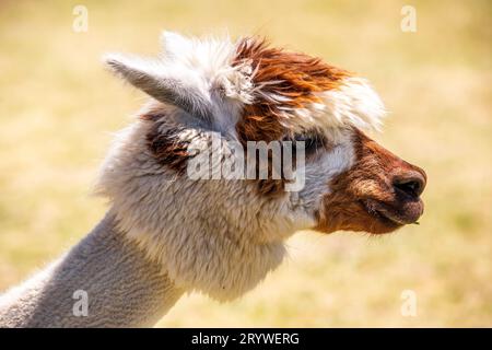 Funny Alpaca on the Meadow Stock Photo