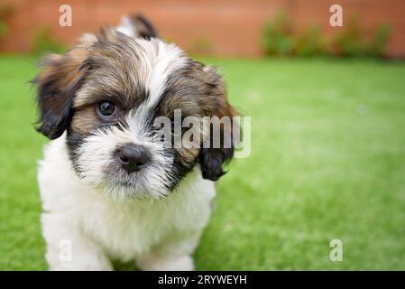Cavachon Puppy Stock Photo
