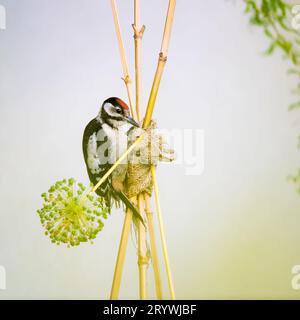 Great spotted woodpecker perched on a wooden pole in the garden Stock Photo