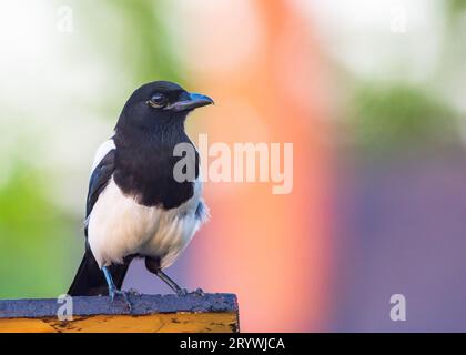 Magpie on the roof of a feeder Stock Photo