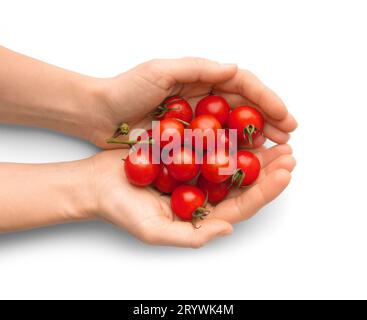 Female hands holding organic cherry tomatoes in their palms on a white background, top view. Stock Photo