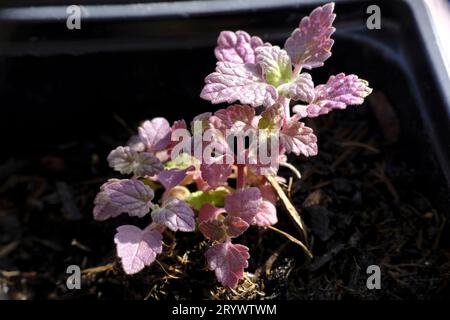 Close up of young Catnip plants (Nepeta cataria) being grown in modules Stock Photo