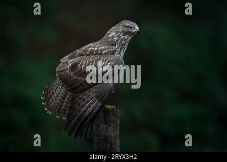 A beautiful Common Buzzard (Buteo buteo) sitting on a branch post at a pasture looking for prey. Noord Brabant in the Netherlands. Green background. Stock Photo
