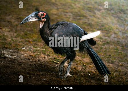 A closeup of a black hornbill (Anthracoceros malayanus) Stock Photo