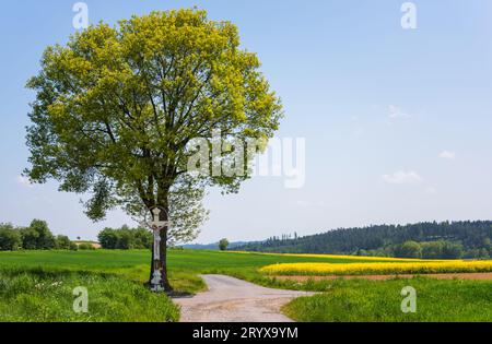 Rapeseed field in spring time Stock Photo