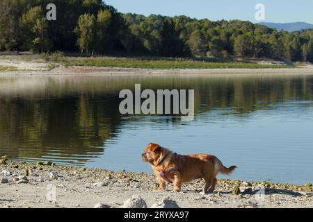 My dog Nami walking on the shore of the Beniarrs reservoir, Spain Stock Photo