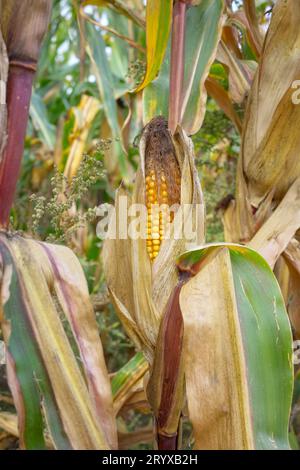 Close up photo of corn cob in the field, selective focus. Stock Photo