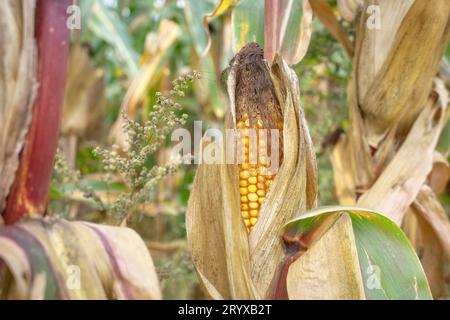 Close up photo of corn cob in the field, selective focus. Stock Photo