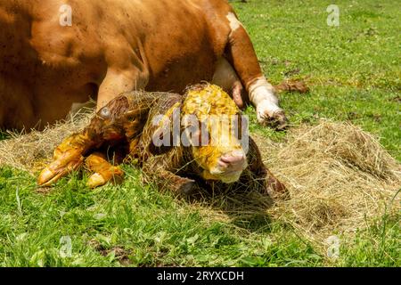 A 5 minute old newborn calf is lying on its side next to its cow mother. Stock Photo