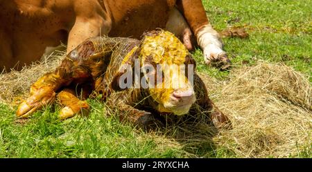 A 5 minute old newborn calf is lying on its side next to its cow mother. Stock Photo