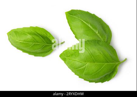Fresh green basil leaves Stock Photo