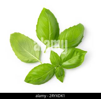 Fresh green basil leaves Stock Photo