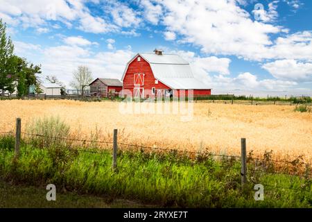 Rustic red barn with horse on farmyard overlooking crop land on the Canadian prairies in Rocky View County Alberta Canada. Stock Photo
