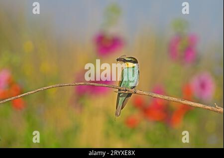 European Bee-eater sitting on a bee-captured perch. A bee-eater sitting on a colourful background. Stock Photo