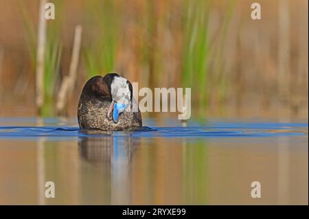 White-headed Duck cleaning in the water. Bluebilled duck. Bathing duck. Stock Photo