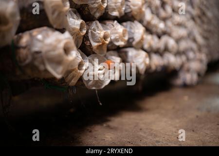Mushrooms in the mushroom house fully grown and ready to be harvested for consumption. Stock Photo