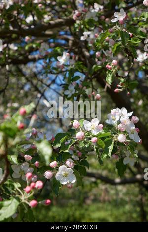 Pink buds opening with white flowers on apple trees Stock Photo