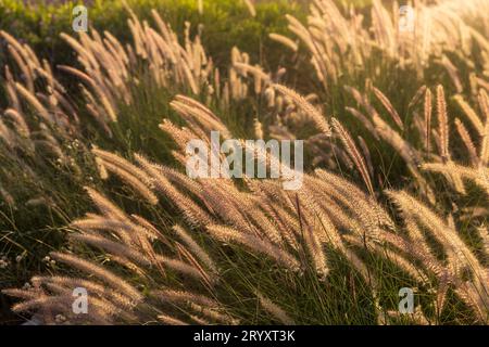 Cenchrus purpureus, synonym Pennisetum purpureum, also known as Napier grass, at sunset near the Mediterranean. Flora of Israel. Stock Photo