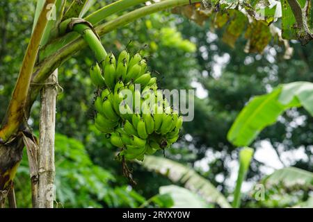 Banana tree with raw bananas, Bunch of banana hanging on it's tree Stock Photo