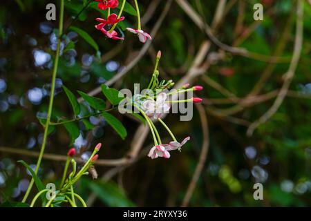 Bunch of Rangoon creeper flowers hanging on it's tree Stock Photo