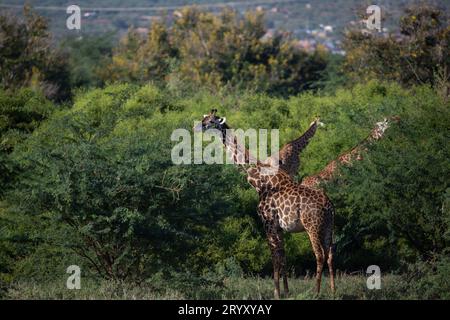 Africa's Majestic Safari Dwellers: Giraffes of Kenya's Tsavo National Park Stock Photo