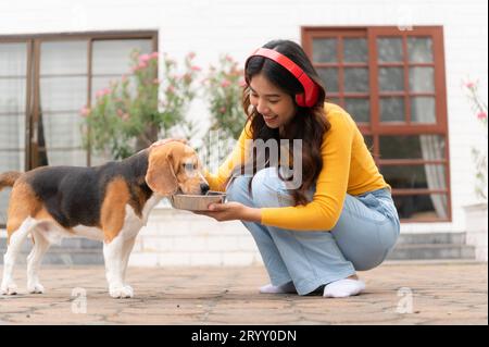 A beagle dog drinking water after running around the house with the owner until exhausted and tired Stock Photo