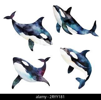 Watercolor drawing killer whale isolated on white background. Stock Photo