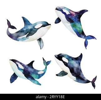 Watercolor drawing killer whale isolated on white background. Stock Photo