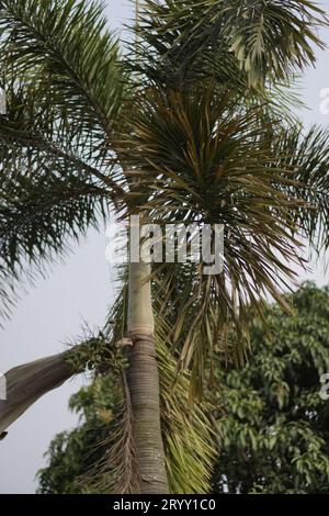 beautiful palm trees against the sky background, seen from the side Stock Photo