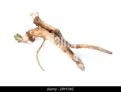 Two fresh horseradish roots isolated on white Stock Photo