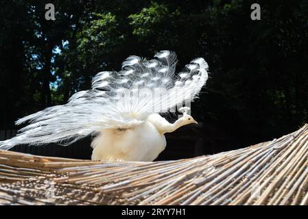 White Peafowl peacock demonstrating tail. Bird with leucism, white feathers standing on roof in sunny greenery Stock Photo