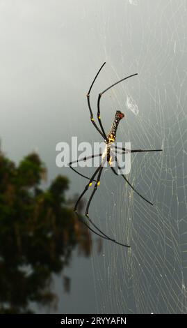 Northern Golden Orb Weaver spinning his web in the forest in Lamma island in Hong Kong. Stock Photo