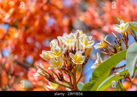 White frangipani, Plumeria alba, Kivalo Madagascar Stock Photo
