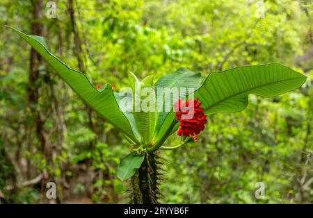 Euphorbia viguieri Denis. Red flower in Tsingy de Bemaraha forest. Madagascar wilderness. Stock Photo