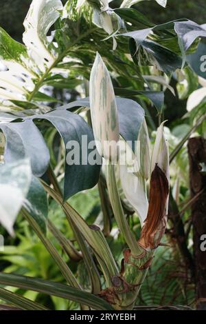 A flower bud of the fully grown variegated Monstera Albo Borsigiana plant Stock Photo