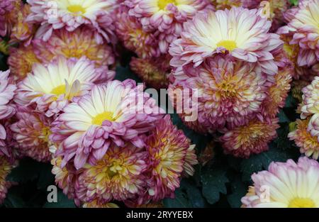 The red and yellow Reflex mum 'Domingo' flower at full bloom, with scientific name Chrysanthemum x morifolium Stock Photo