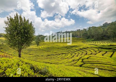 Rancabali Tea Plantation near Bandung in West Java, Indonesia. Stock Photo