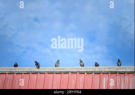 Flock of pigeons on the roof top. Animal and bird concept. House residence and Nature theme. Stock Photo