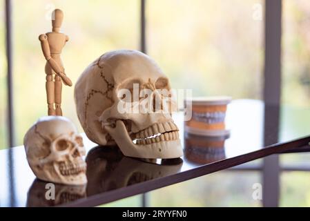 Skull skeleton on shelf in laboratory room at school. Science and object concept. Education and Anatomy learning. Stock Photo