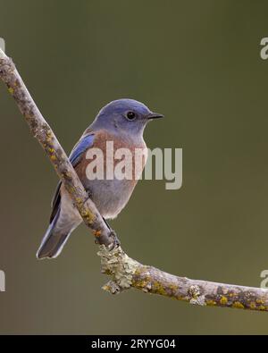 male Western Bluebird (Sialia mexicana) Sacramento County California USA Stock Photo