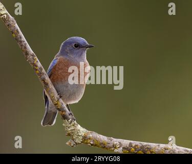 male Western Bluebird (Sialia mexicana) Sacramento County California USA Stock Photo