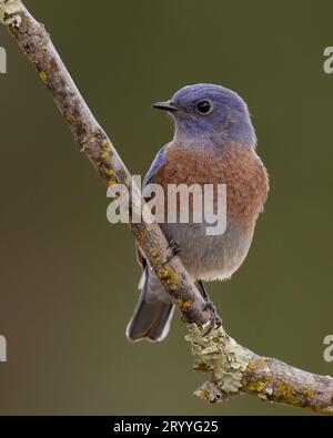 male Western Bluebird (Sialia mexicana) Sacramento County California USA Stock Photo