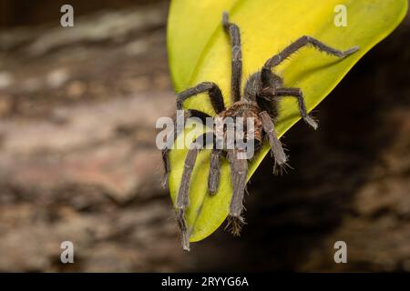 Tarantula (Sericopelma melanotarsum) Curubande de Liberia, Costa Rica wildlife Stock Photo