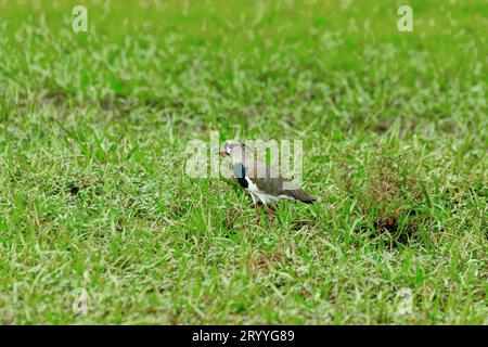 Southern lapwing (Vanellus chilensis), commonly called quero-quero. Wildlife and birdwatching in Costa Rica. Stock Photo