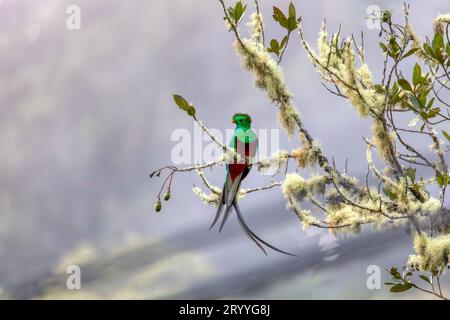 Resplendent quetzal (Pharomachrus mocinno), San Gerardo de Dota, Wildlife and birdwatching in Costa Rica. Stock Photo