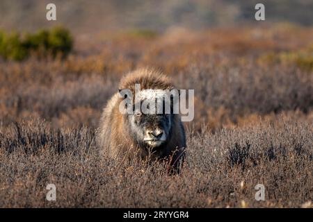 Musk oxen (Ovibos moschatus), baby musk ox in autumn tundra, young, Dovrefjell-Sunndalsfjella National Park, Norway Stock Photo